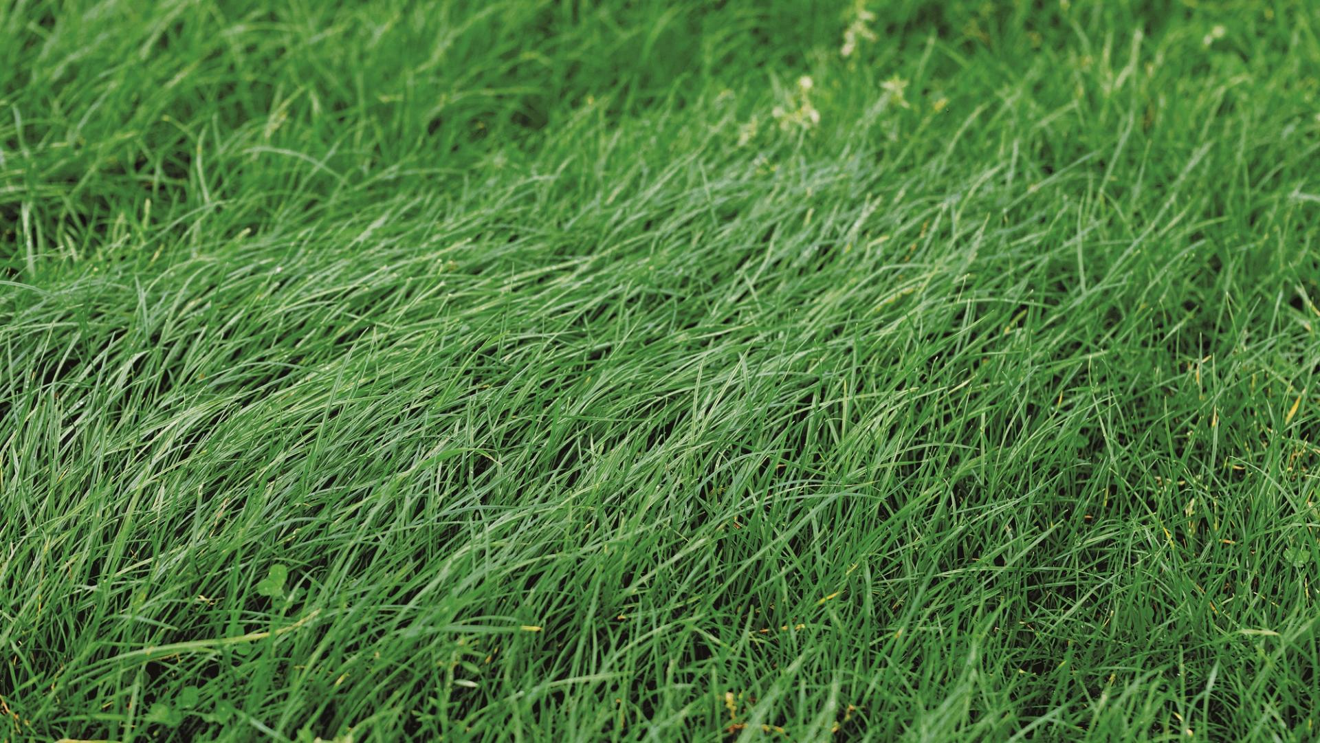 New forage grass raises the bar in Oceania